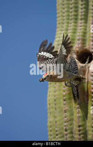 Gila Woodpecker (Melanerpes uropygialis) émergeant de nid dans Saguaro cactus avec des déchets - Arizona - USA Banque D'Images