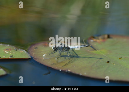 Whiteface (Leucorrhinia caudalis Lilypad) Banque D'Images