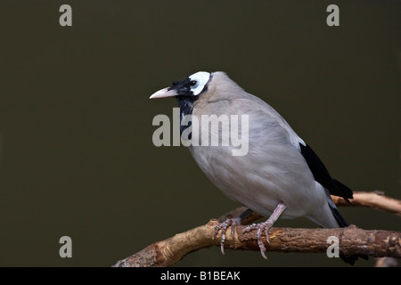 Oiseau exotique Wattled Starling a ZOO Toledo Ohio aux Etats-Unis personne ne regarde de près sur fond noir regarder des oiseaux amusants photos haute résolution Banque D'Images