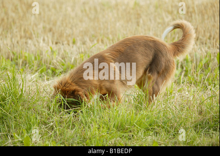 Creuser un trou chien Banque D'Images