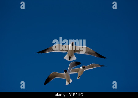 Rire Les goélands (Larus atricilla) en vol - Adulte en plumage nuptial - Sur la côte du golfe du Mexique - Mississippi - USA Banque D'Images