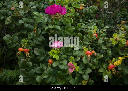 La photo en gros plan de Rosa Rugosa (plage roses) avec d'églantier. Banque D'Images