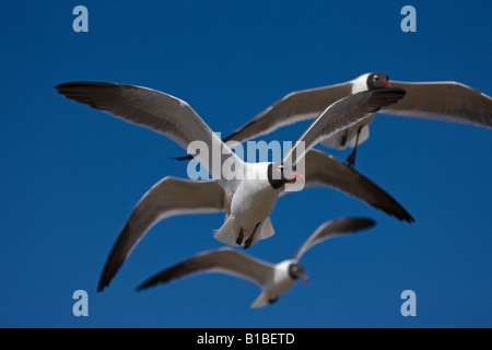 Rire Les goélands (Larus atricilla) en vol - Adulte en plumage nuptial - Sur la côte du golfe du Mexique - Mississippi - USA Banque D'Images