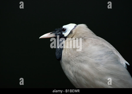 Oiseau exotique Wattled Starling ZOO Toledo Ohio USA personne ne regarde gros plan en gros plan sur fond noir regarder les oiseaux imagereshi-RES Banque D'Images