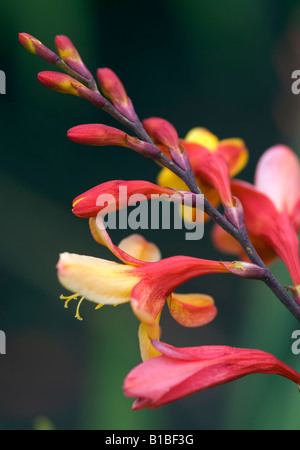 CROCOSMIA MONTBRETIA Arlequin Banque D'Images