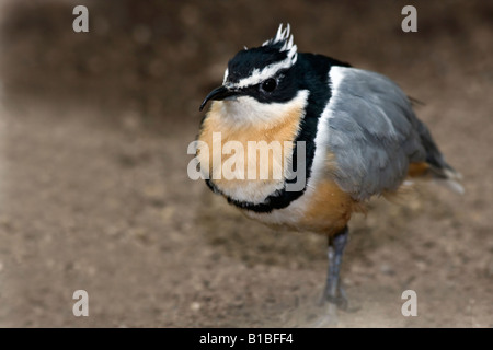 Plover égyptien Pluvianus aegyptius un oiseau exotique personne vue au-dessus d'un oiseau se tient sur le sol personne photographie haute résolution Banque D'Images