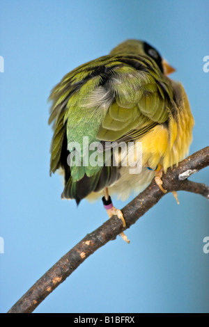 Gouldian Finch Erythrura gouldiae un oiseau flou flou flou arrière-plan Fun Birds photos vue arrière de dos personne dans l'Ohio USA vertical US haute résolution Banque D'Images