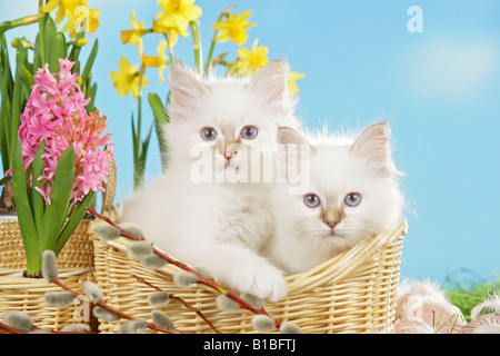 Chat Sacré de Birmanie deux chatons dans un panier en face de fleurs Banque D'Images