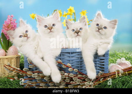 Chat Sacré de Birmanie 4 chatons dans panier en face de fleurs Banque D'Images