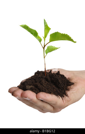 Hand holding young plant et la saleté découper sur fond blanc Banque D'Images