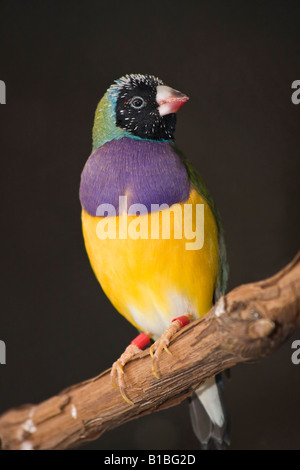 Gouldian Finch Erythrura gouldiae un bel oiseau flou flou arrière-plan gros plan gros plan images dans ZOO Ohio USA vertical US haute résolution Banque D'Images