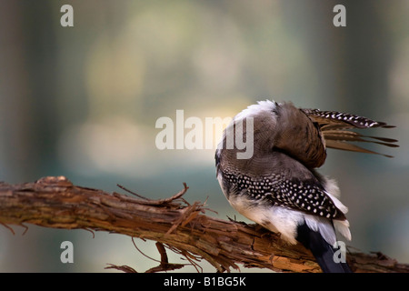 Chouette Finch Taeniopygia bichenovii oiseau exotique flou flou fond flou un oiseau est assis sur une branche personne horizontale aux États-Unis haute résolution Banque D'Images