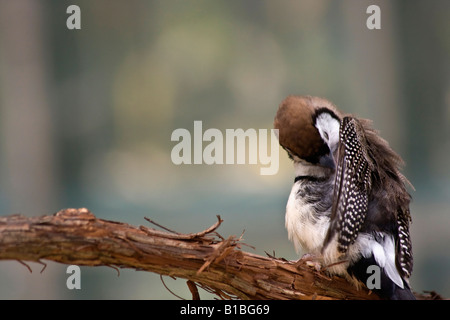 Chouette Finch Taeniopygia bichenovii oiseau exotique flou flou fond flou un oiseau est assis sur une branche personne horizontale aux États-Unis haute résolution Banque D'Images