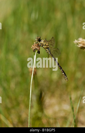 Crochet aux yeux verts-tail (Onychogomphus forcipatus) Banque D'Images