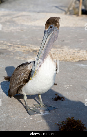 Pélican brun debout sur le quai près de St Pete Beach, Floride Banque D'Images