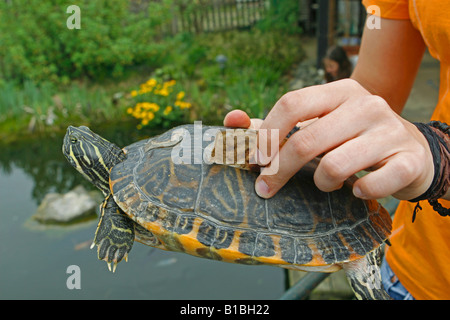 Avec la rivière hiéroglyphique cooter / Pseudemys concinna hieroglyphica Banque D'Images