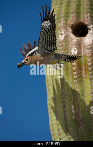 Gila Woodpecker (Melanerpes uropygialis) femmes qui sortent de trous de nidification dans la région de Saguaro Cactus - mâle perché sur la figue -D Sonora Banque D'Images