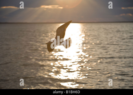 Sea Gull vole passé reflet de coucher de soleil sur les eaux de la baie de Tampa, Floride Banque D'Images