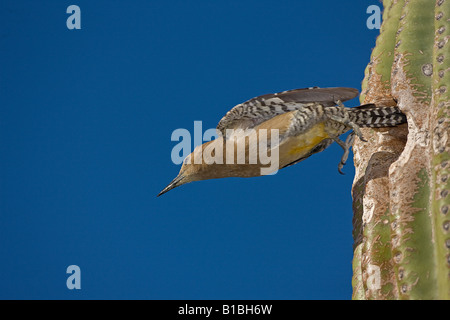 Gila Woodpecker (Melanerpes uropygialis) femmes qui sortent de trous de nidification dans la région de Saguaro Cactus - mâle perché sur la figue -D Sonora Banque D'Images