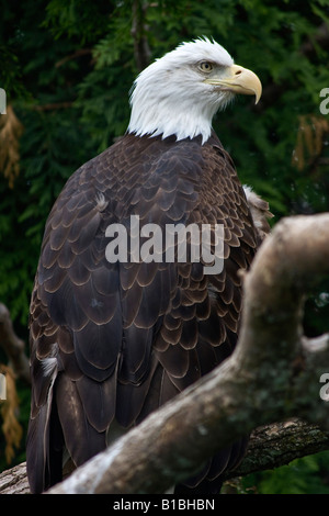 American Bald Eagle ZOO Toledo Ohio États-Unis États-Unis personne ne ferme gros plan haute résolution Banque D'Images