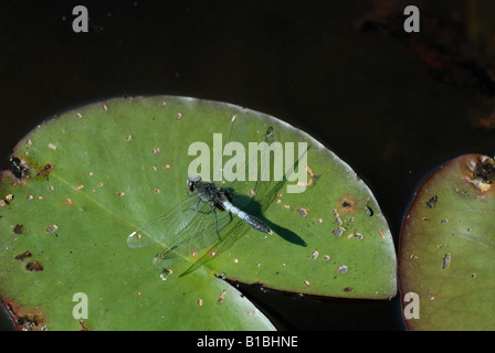 Whiteface (Leucorrhinia caudalis Lilypad) Banque D'Images