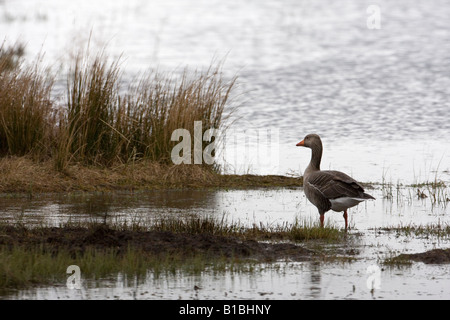 Oie cendrée (Anser anser) debout dans l'eau peu profonde avec vue sur le loch - Fife Ecosse Banque D'Images