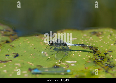 Whiteface (Leucorrhinia caudalis Lilypad) Banque D'Images