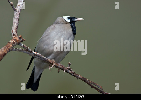 Oiseau exotique Wattled Starling Creatophora cinerea ZOO Toledo Ohio USA personne ne regarde gros plan gros plan photos d'oiseaux haute résolution Banque D'Images