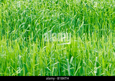 Détail d'un champ vert dof peu profondes Banque D'Images