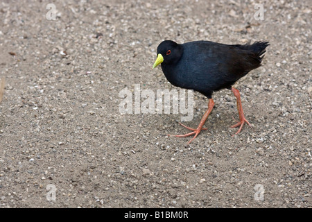 Oiseau Black Crake Amaurornis flavirostra un oiseau exotique un à personne vue de dessus un oiseau se tient sur le sol images haute résolution Banque D'Images