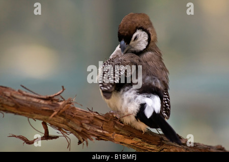 Owl Finch Taeniopygia bichenovii un oiseau personne flou flou flou arrière-plan amusant a Birds Pictures in Ohio USA US horizontal haute résolution Banque D'Images