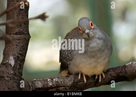 Diamond Dove Geopelia cuneata un oiseau flou flou flou arrière-plan photos gros plan gros plan personne horizontal aux États-Unis US haute résolution Banque D'Images