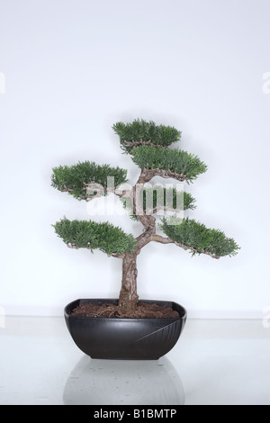 Bonsaï Banque D'Images