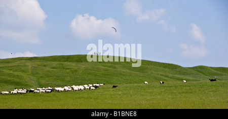 Uffington White Horse Hill Oxfordshire - moutons paissant sur la prairie que craie famille vole un cerf-volant sur la crête Banque D'Images