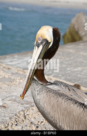 Pélican brun debout sur le quai près de St Pete Beach, Floride Banque D'Images