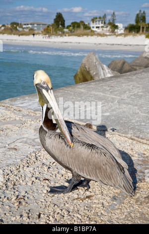 Pélican brun debout sur le quai près de St Pete Beach, Floride Banque D'Images