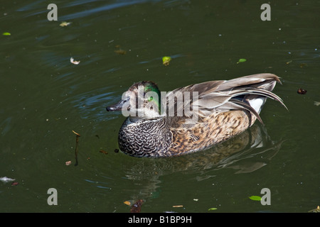 Canard falqué Anas falcata canard mâle nageant sur l'étang d'au-dessus de personne dans ZOO Ohio dans le paysage aquatique hi-res Banque D'Images