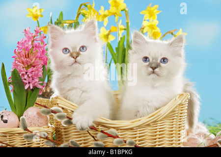 Chat Sacré de Birmanie deux chatons dans un panier en face de fleurs Banque D'Images