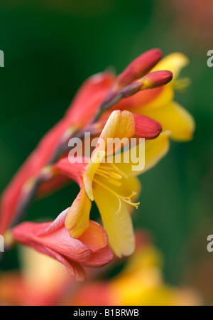 CROCOSMIA MONTBRETIA Arlequin Banque D'Images