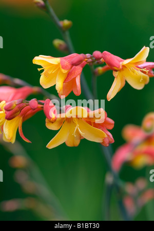 CROCOSMIA MONTBRETIA Arlequin Banque D'Images