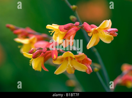 CROCOSMIA MONTBRETIA Arlequin Banque D'Images