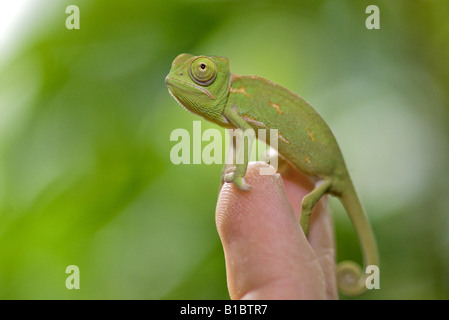 Veiled Chameleon - cub sur le doigt / Chamaeleo calyptratus Banque D'Images