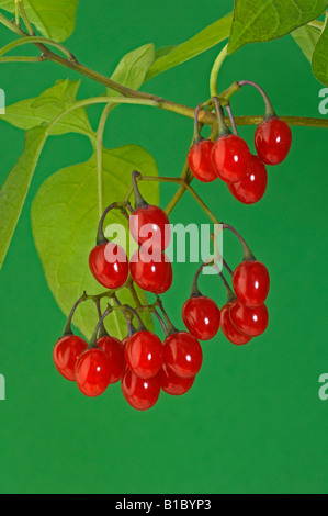 Belladone, morelle douce-amère (Solanum dulcamara), des rameaux aux fruits rouges Banque D'Images