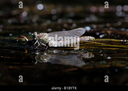 Crochet aux yeux verts-tail (Onychogomphus forcipatus) Banque D'Images