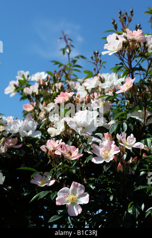 ROSA BRAS OUVERTS SYN AGA CHEWPIXCEL Banque D'Images