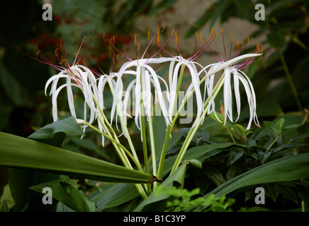 Giant Spider Lily Crinum asiaticum Amaryllidaceae. La Chine, Hong Kong, Inde, Japon et îles Ryukyu. Banque D'Images