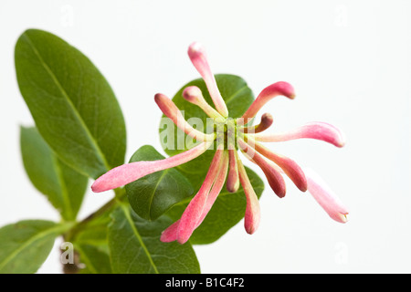 Une seule fleur rose pâle en fleur (Lonicera) en juin à Sussex, en Angleterre, au Royaume-Uni Banque D'Images