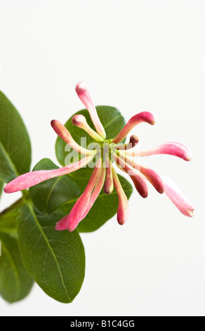 Une seule fleur rose pâle en fleur (Lonicera) en juin à Sussex, en Angleterre, au Royaume-Uni Banque D'Images