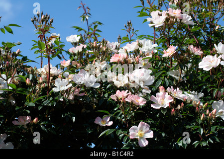 ROSA BRAS OUVERTS SYN AGA CHEWPIXCEL Banque D'Images