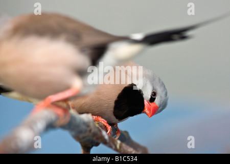 Long queue Finch Poephila acuticauda oiseau fond exotique branches naturelles branche clouse détail naturel sur les photos assis aux États-Unis haute résolution Banque D'Images